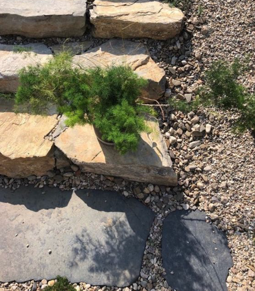 Asparágus - pokojová rostlina - 2