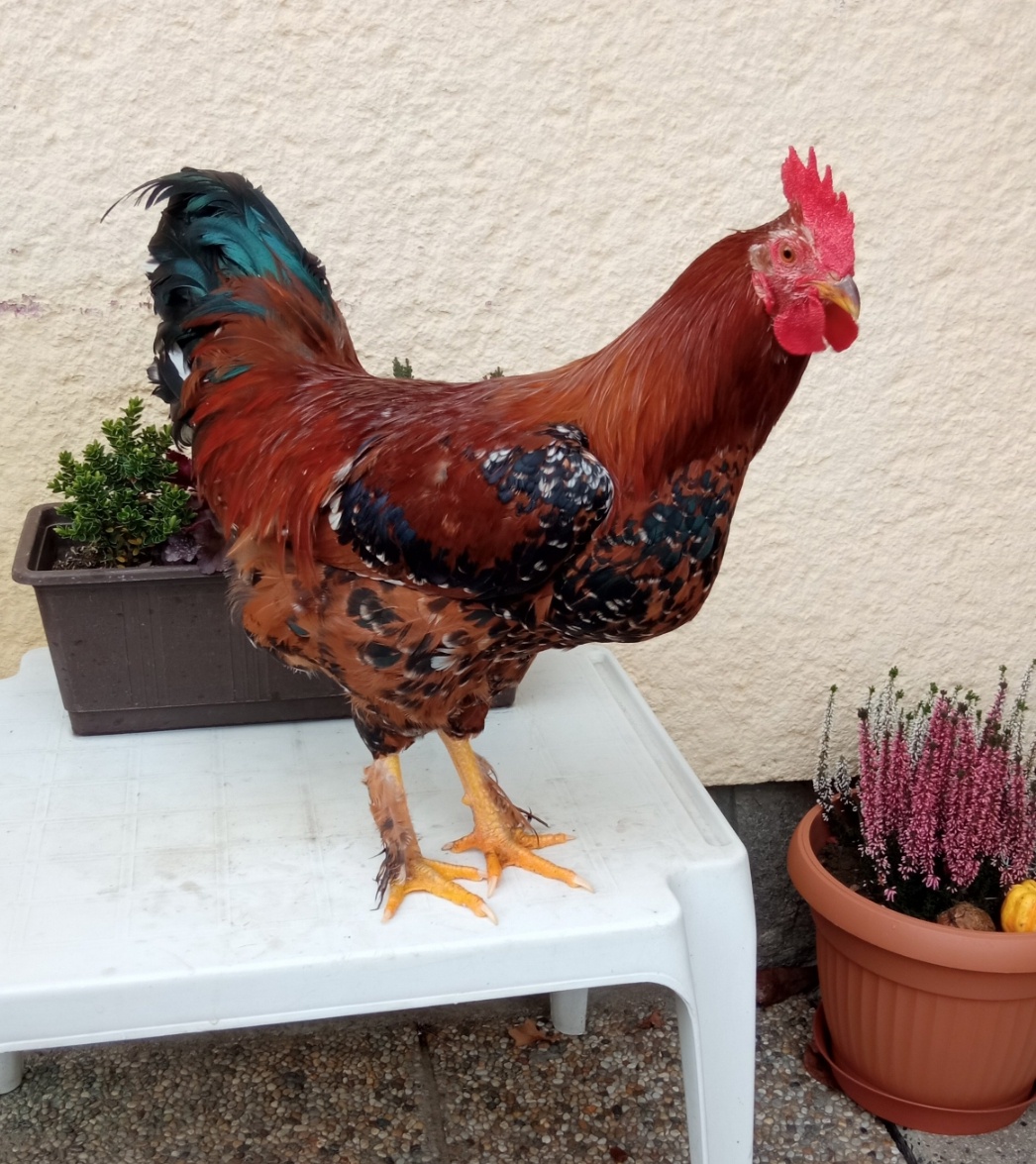 Letošní kohouti (rezervace do 23. 12.) - 2