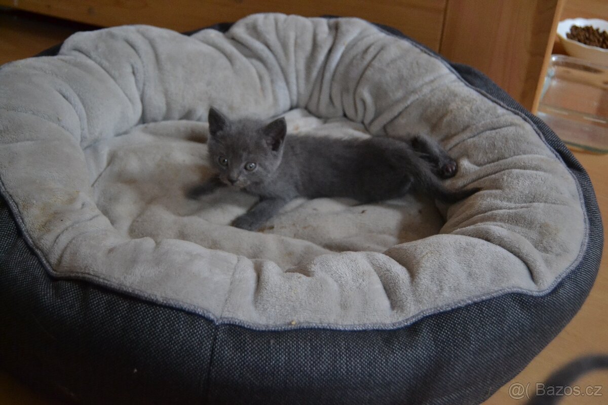 K prodeji kotě - kartouzská kočička - 2