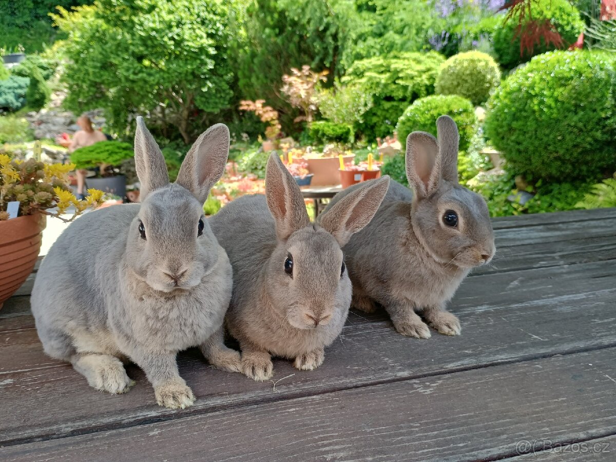 Zakrslý REX divoce modrý s rodokmenem - 2