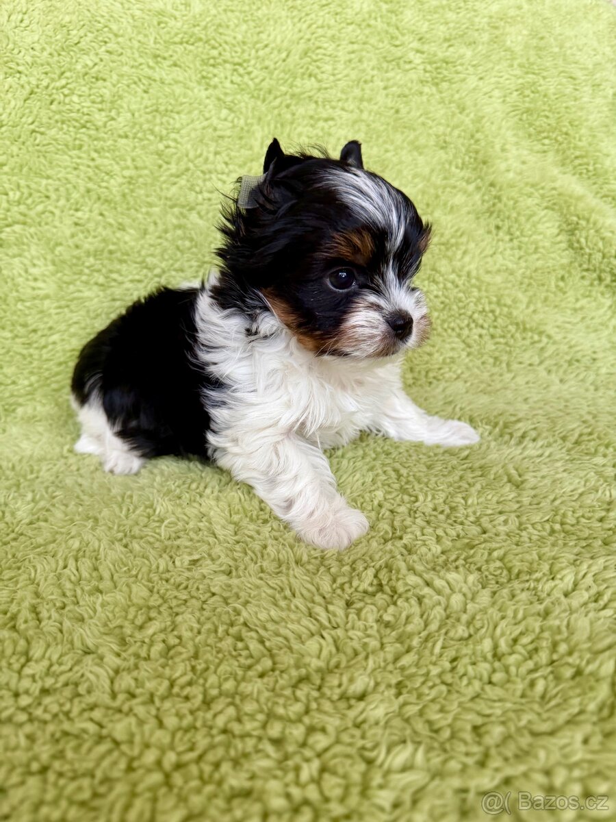 Biewer yorkshire terrier - 2