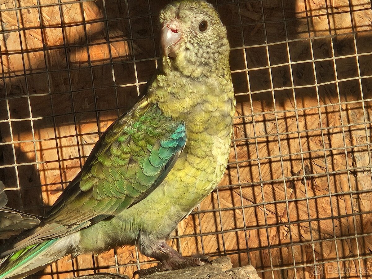 Papoušek zpěvavý - 2