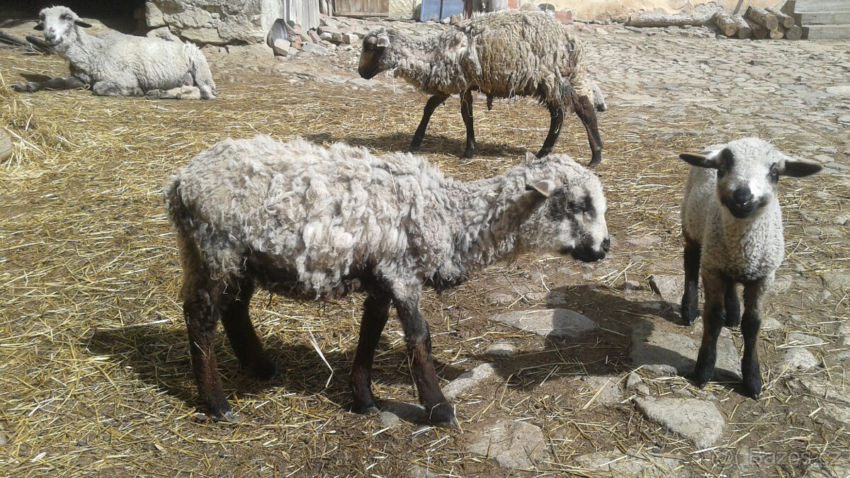 Prodám malou jehničku - 2