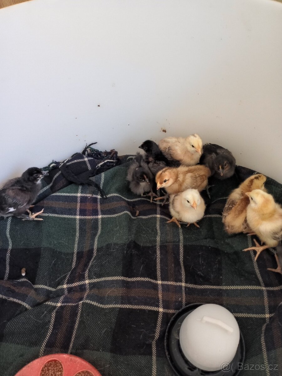 Kuřata - 2