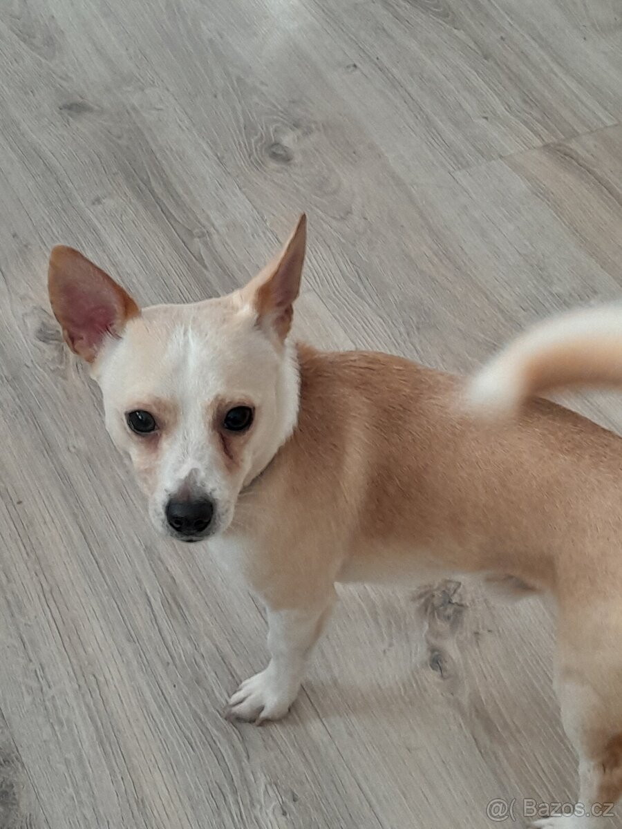 Prodám roční stěně - 2