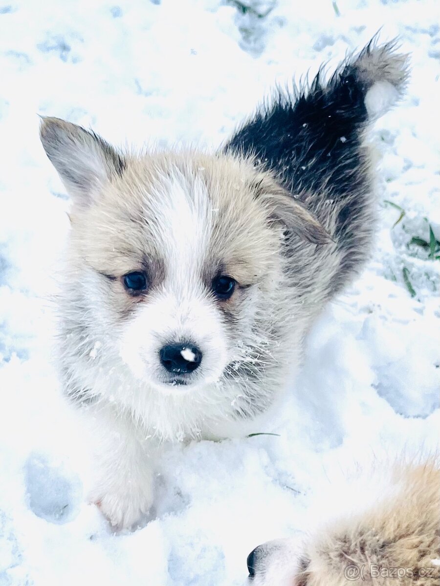 Welsh corgi pembroke s PP (FCI) - 2