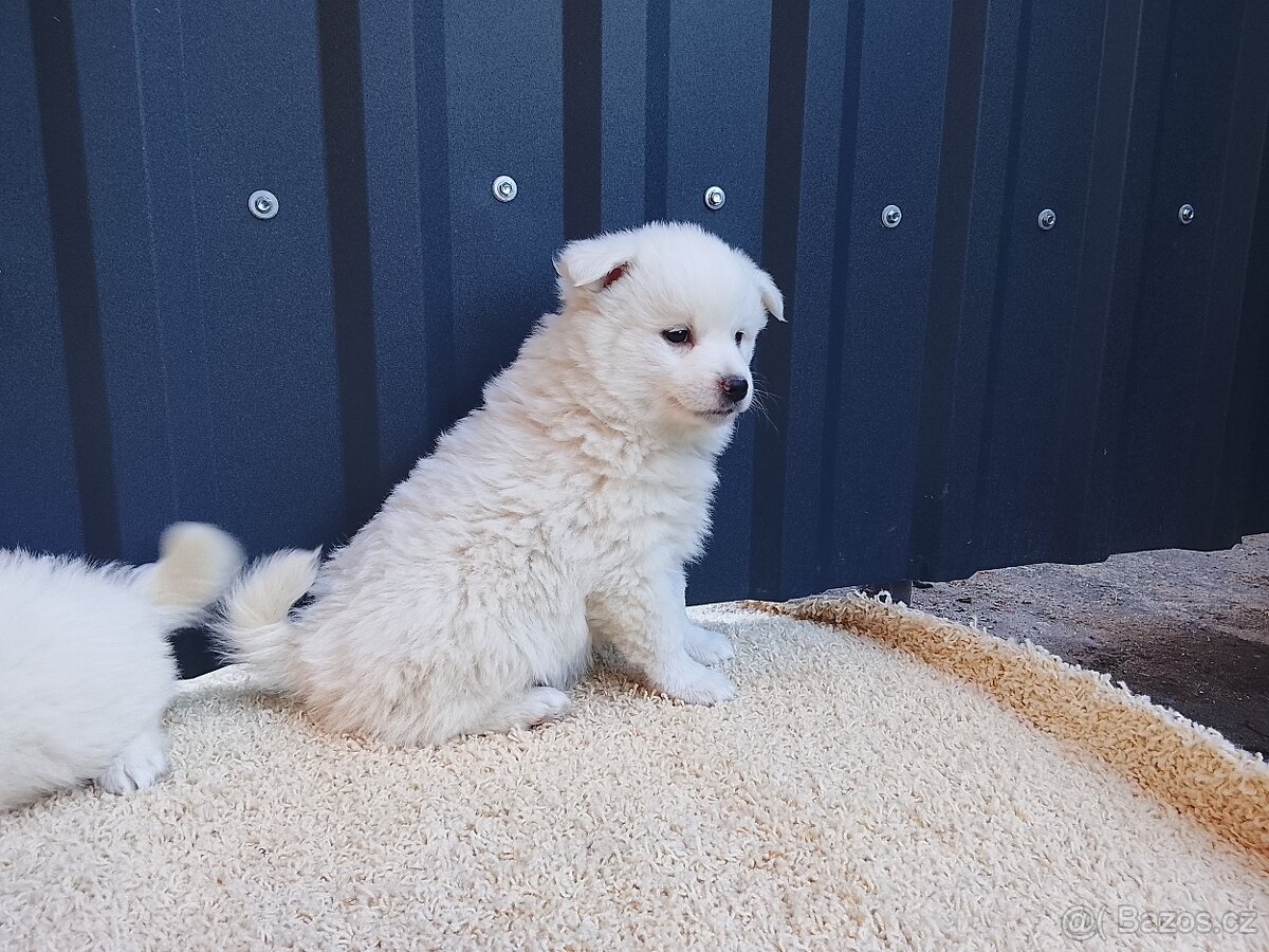 Štěňata-Německý špic střední - 2