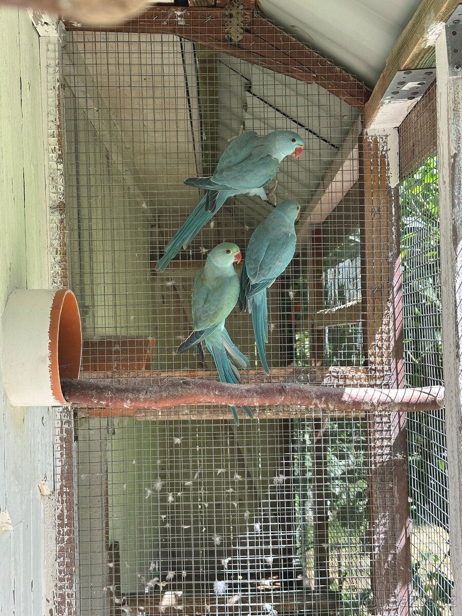 Alexandr malý/ho 2,2 - 2