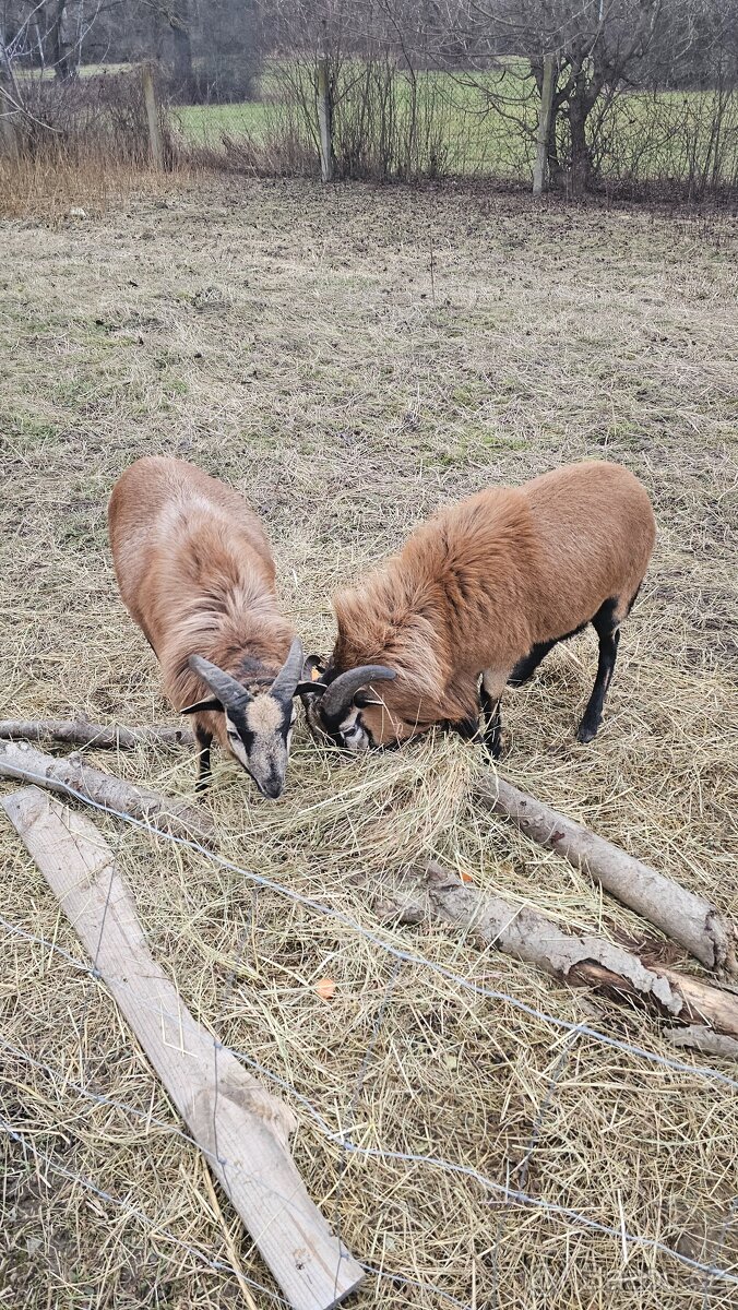 Kamerunske ovce.....beránek - 2