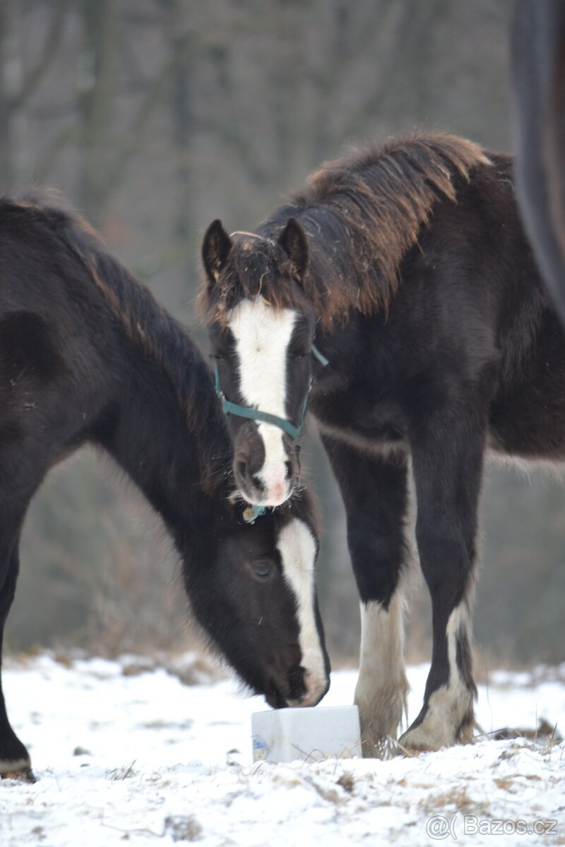 Welsh cob - hříbata 2025 - 2