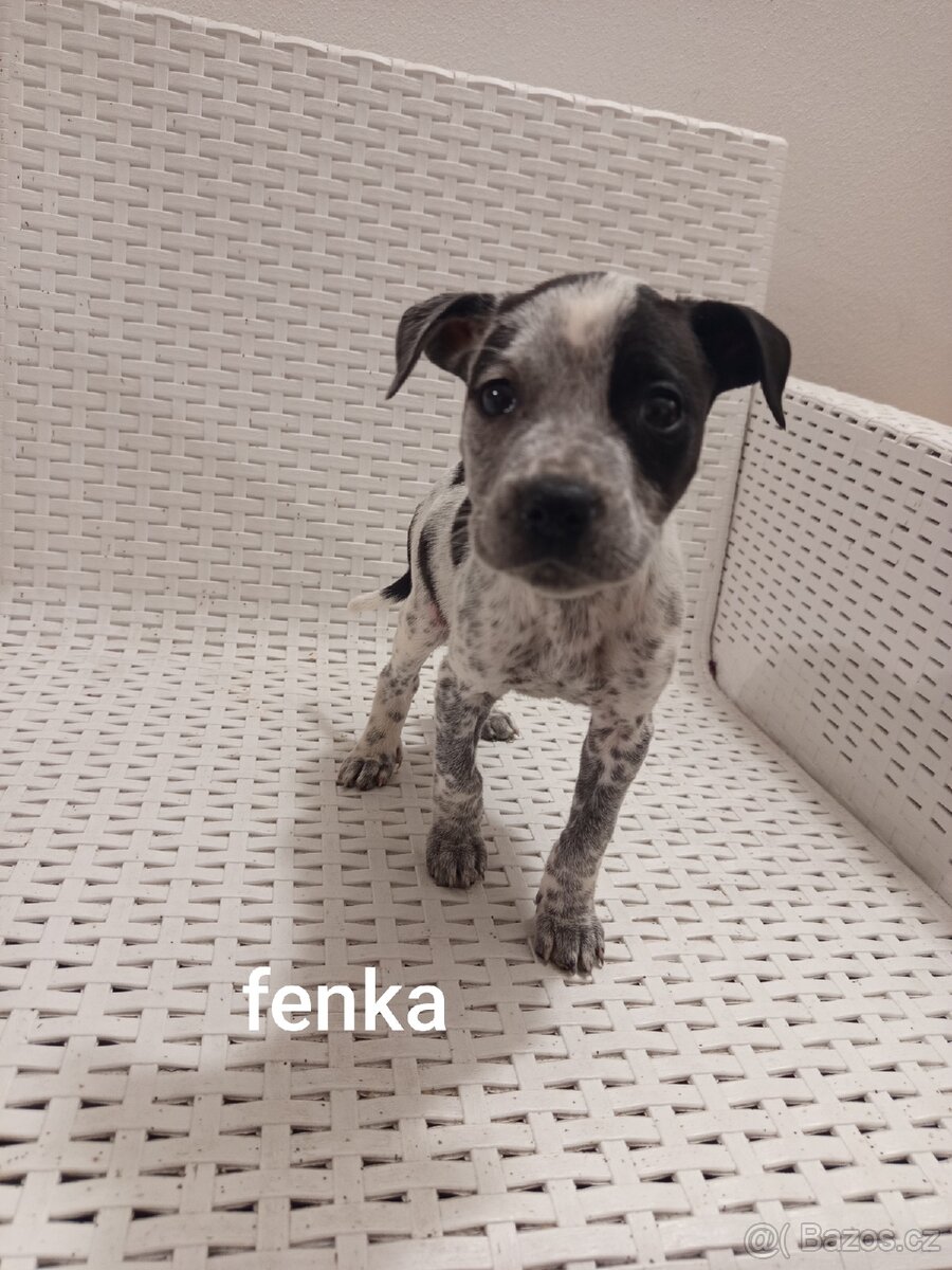 Americký stafordšírský teriér bez pp - 2