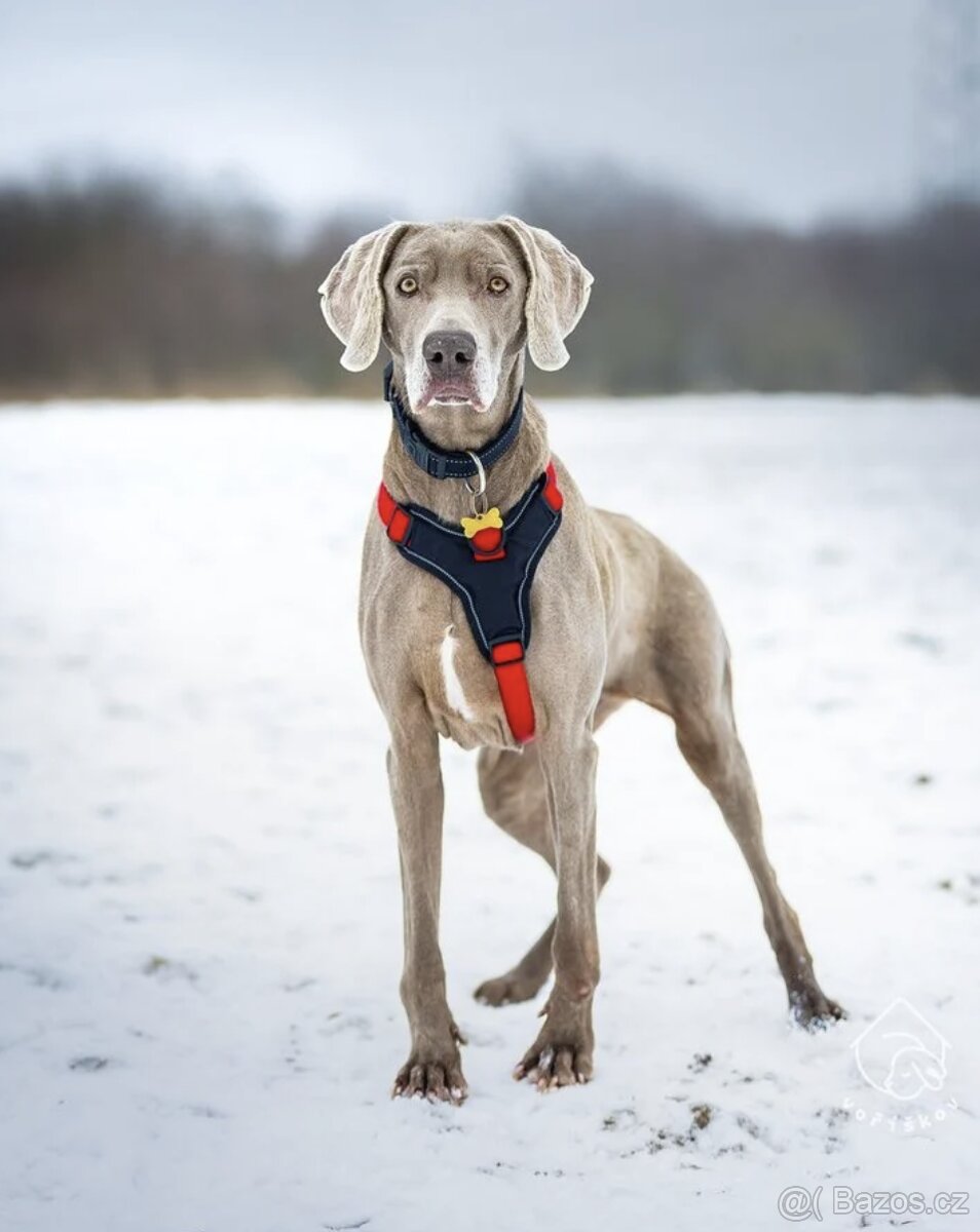 Výmarský ohař Aimee - 2