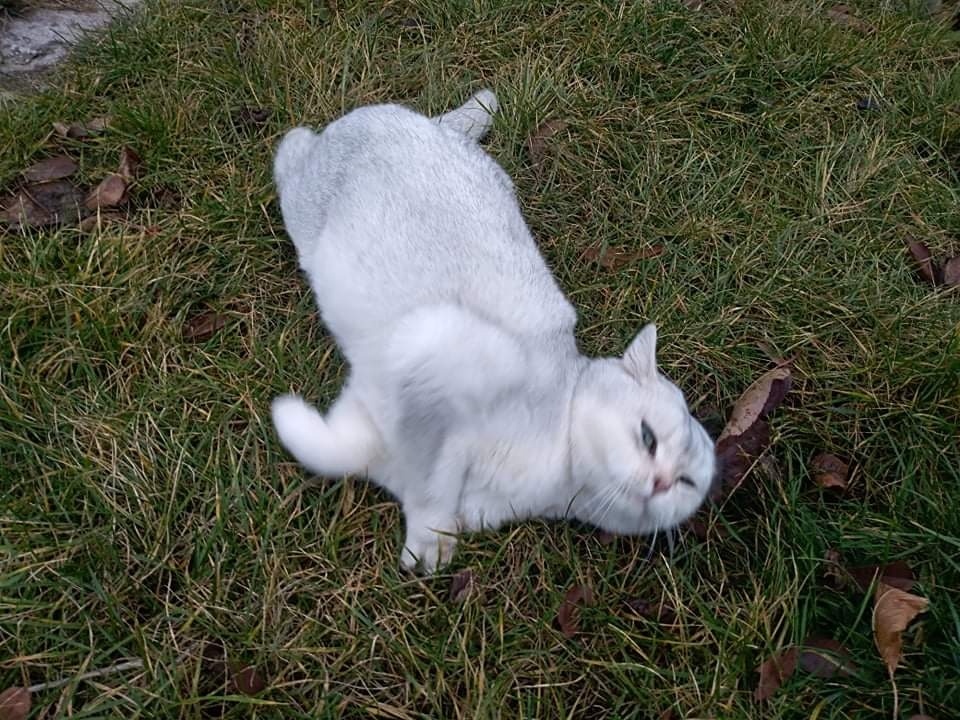 Britský stříbrný krytí - 2