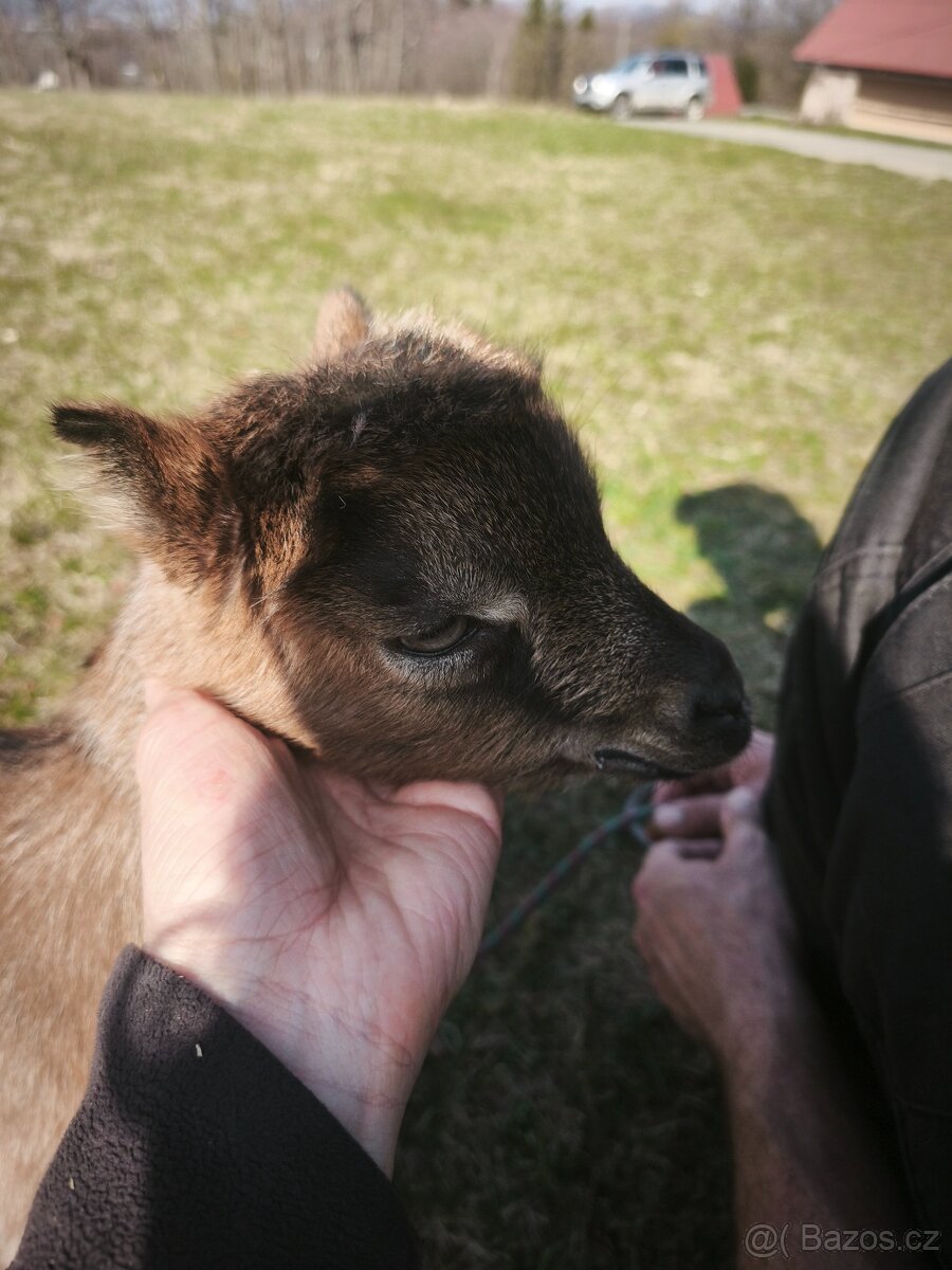Prodám kůzle - 2