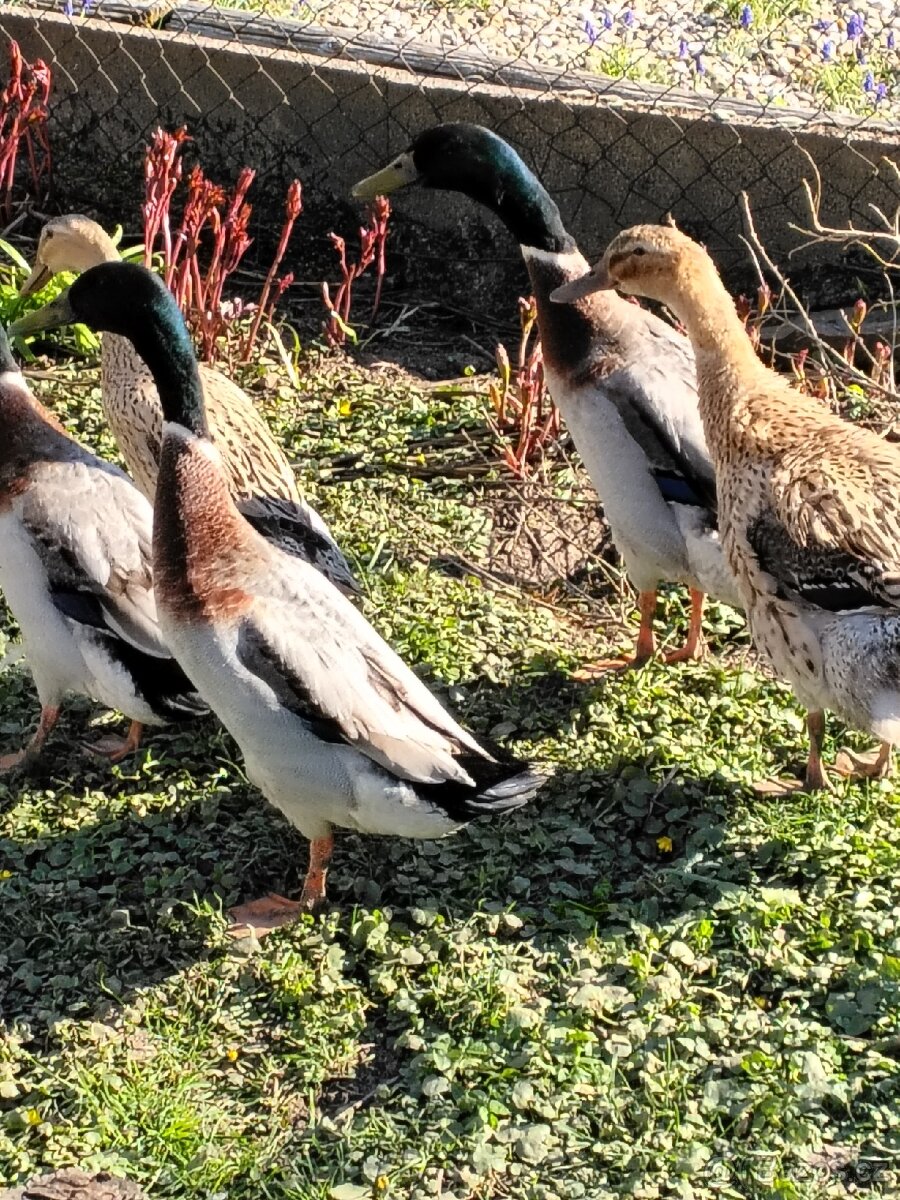 Indický běžec - 2