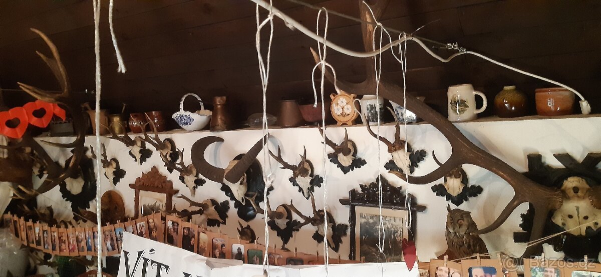 Paroží, trofeje, preparáty - 2