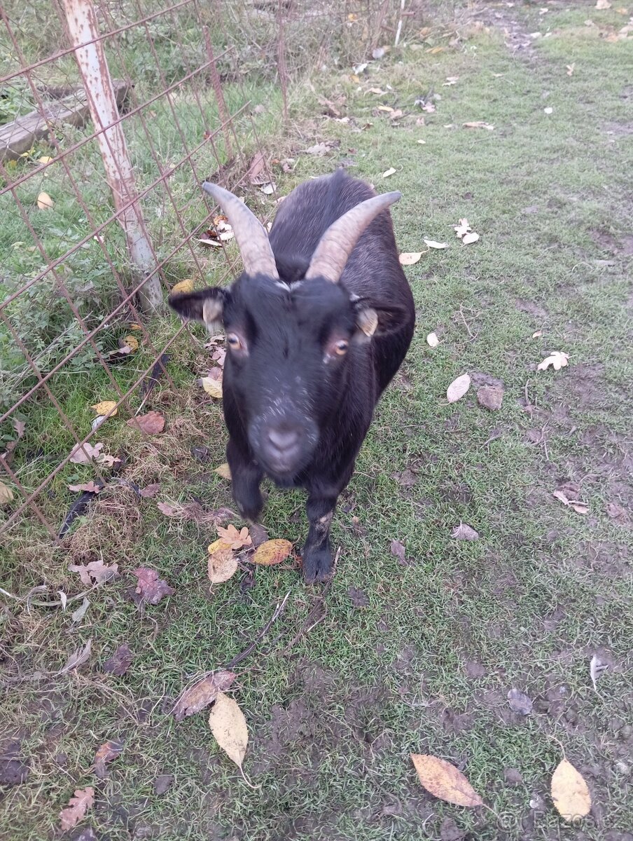 Holandska zakrslá Koza - 2