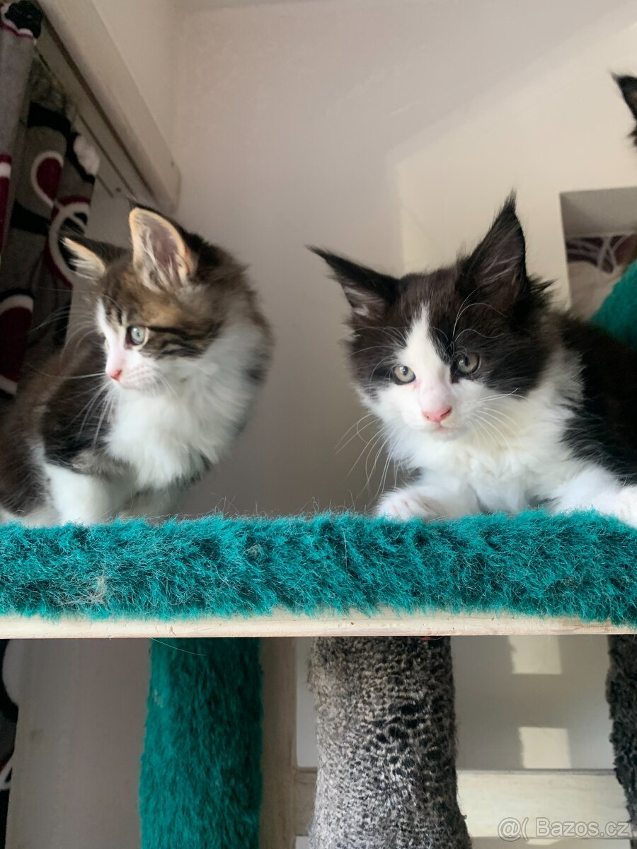 mainská mývalí s PP - koťata 2,5 měsíce. - 2