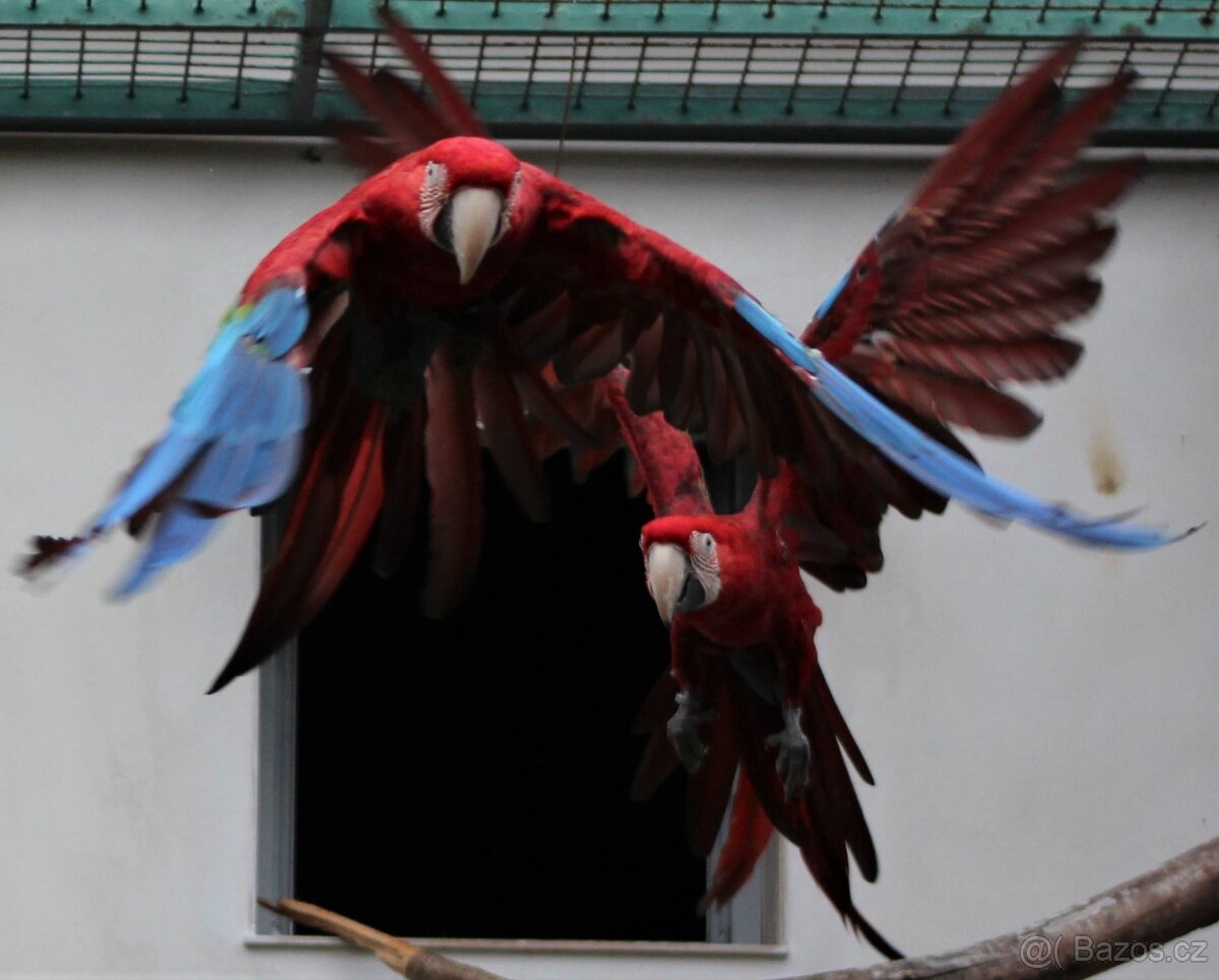 Ara zelenokřídlý (Ara chloroptera) - 2