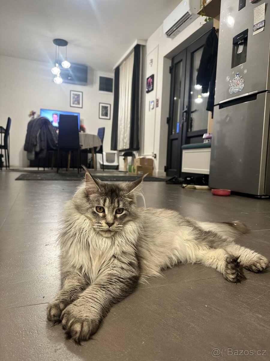 Maine coon, mainská mývalia s PP - kocúrik - 2