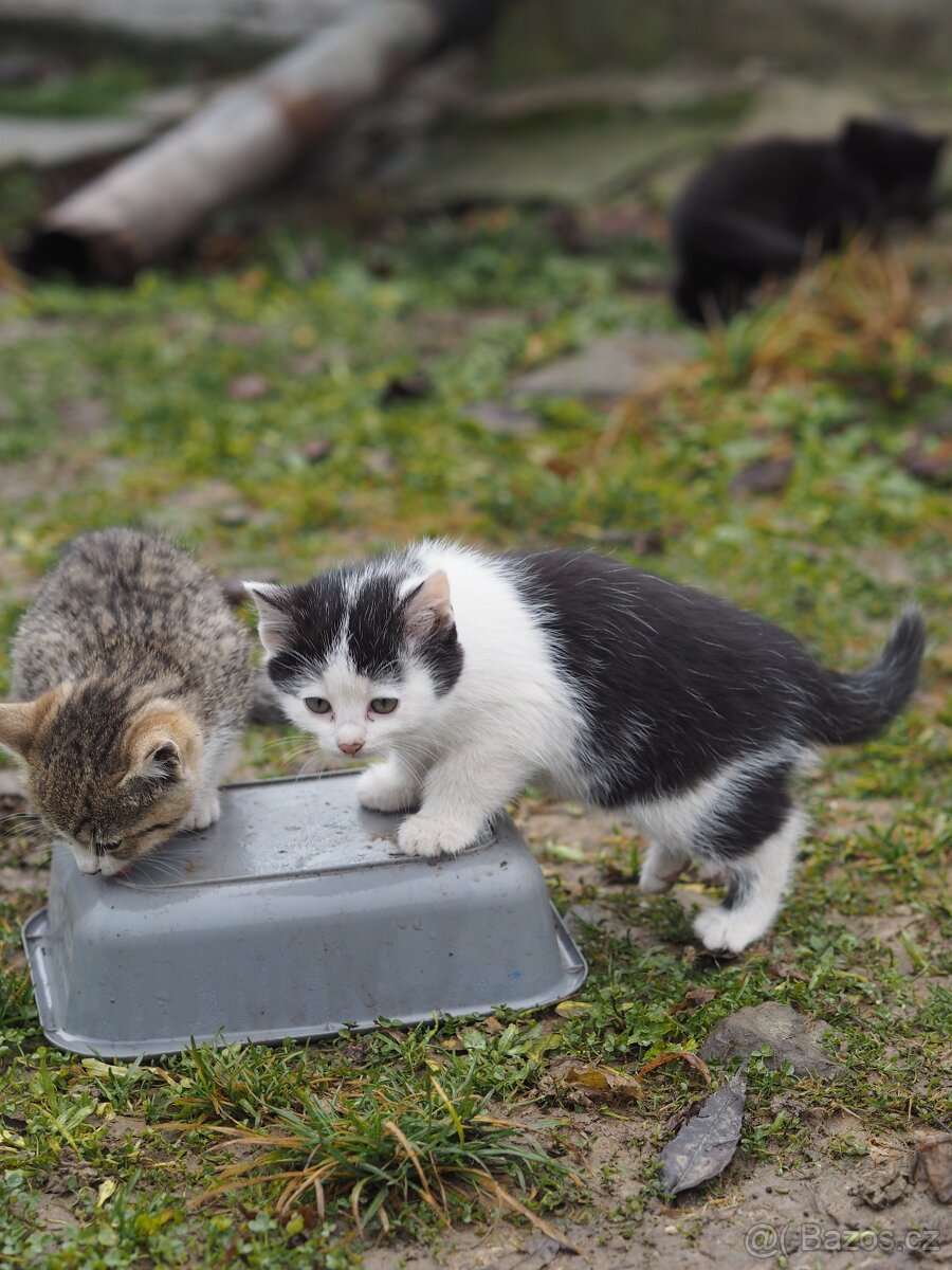 Daruji koťata - 2