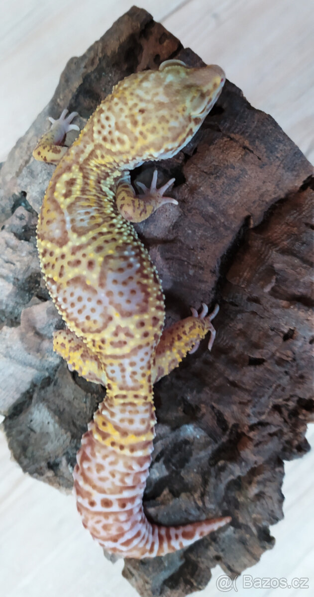 Gekončík noční - letošní mláďata - 2