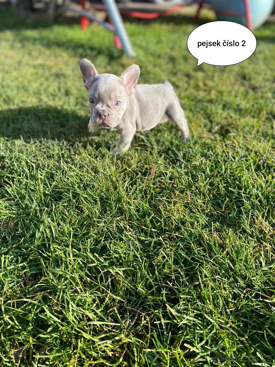 Francouzský buldoček🐕 - 2