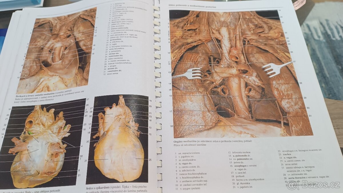 Yokochi - Anatomie človeka, skvělá na pitvy - 2