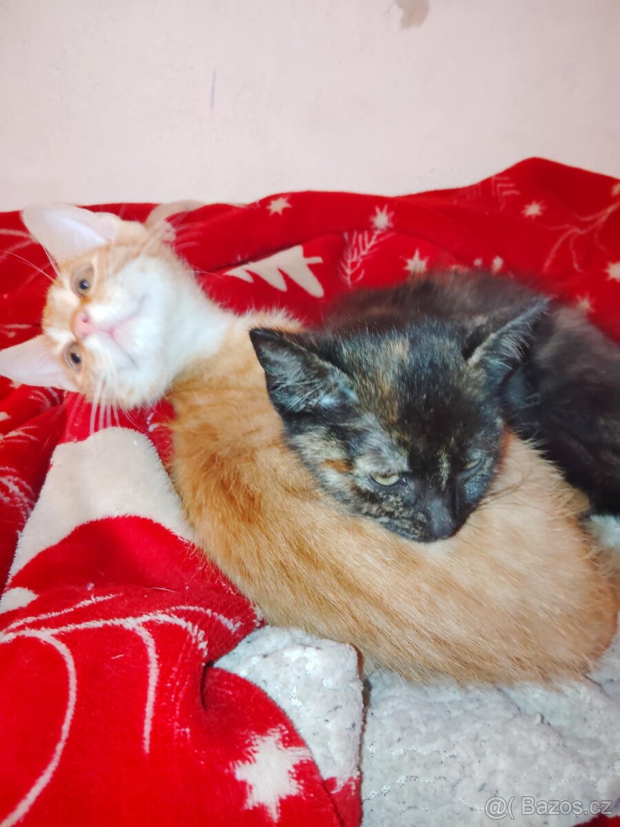 Darujeme 4měsíční koťata – hodná a naučená na WC - 2
