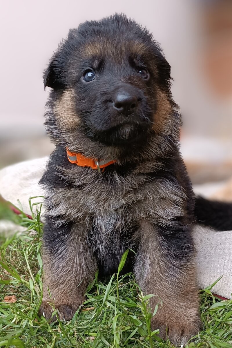 Německý ovčák s PP pejsek - 2