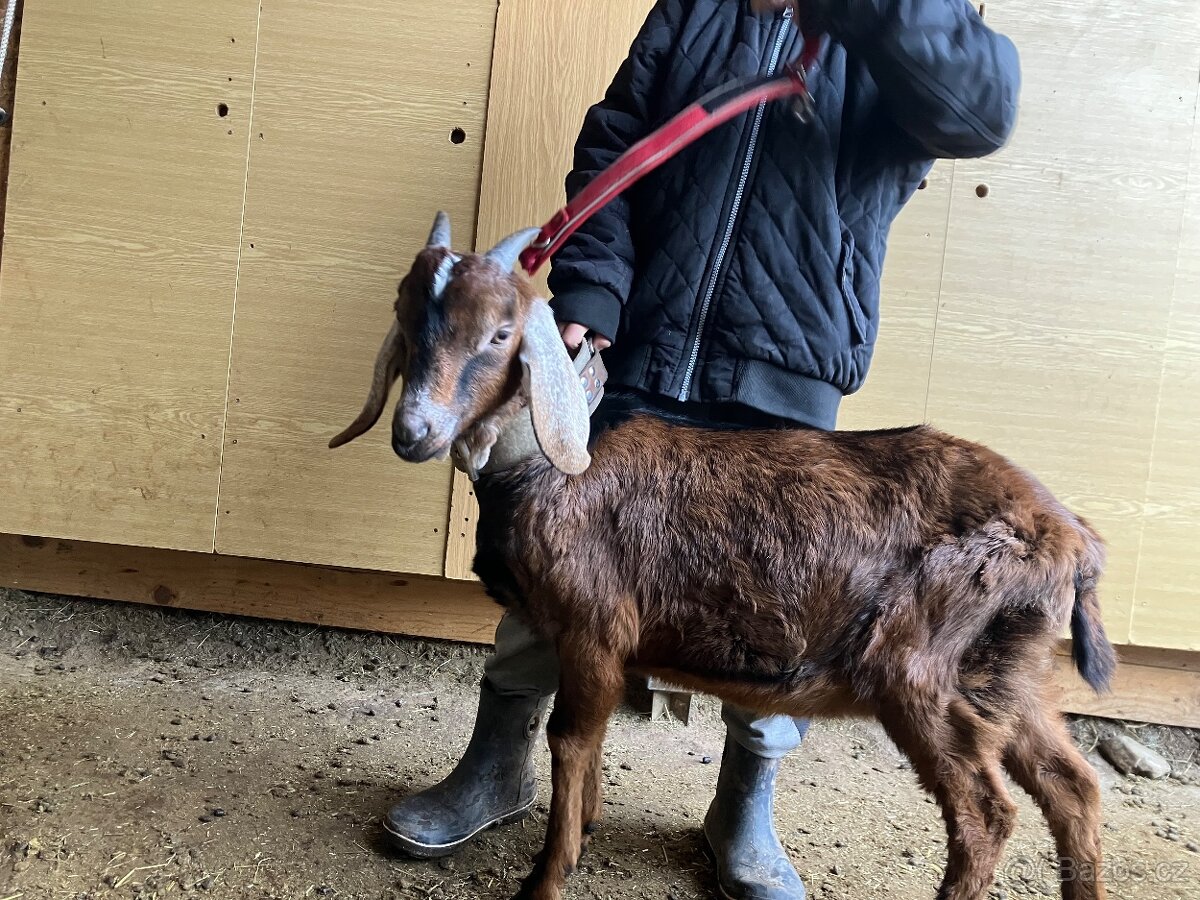 Podílový AN kozlík - 2