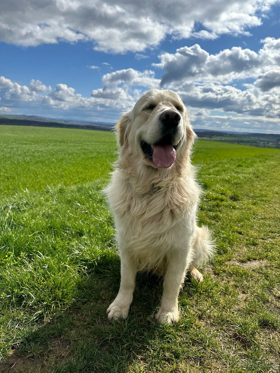 Zlatý retriever - 2