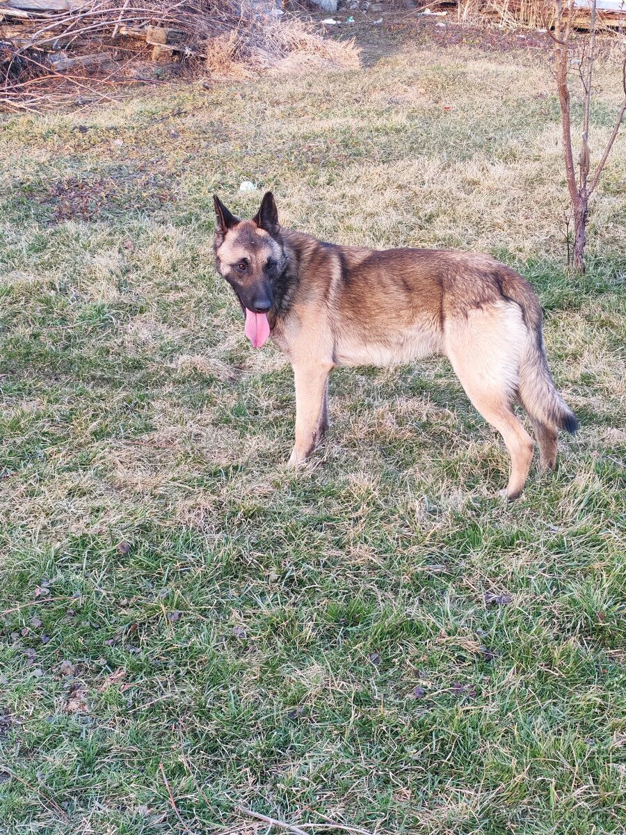 Belgický ovčák - 2