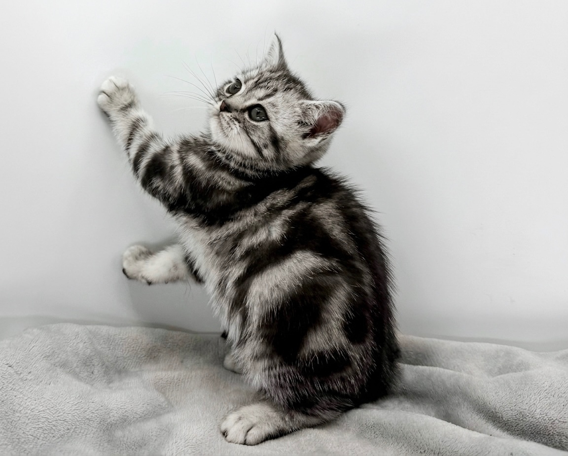 Whiskas britské koťátko s PP - 2