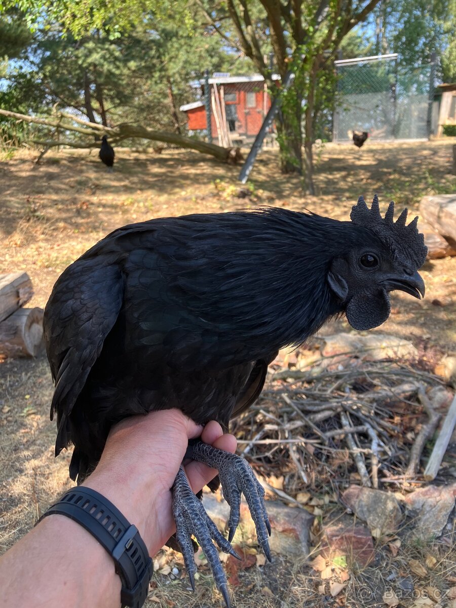 Kohout Ayam Cemani - 2