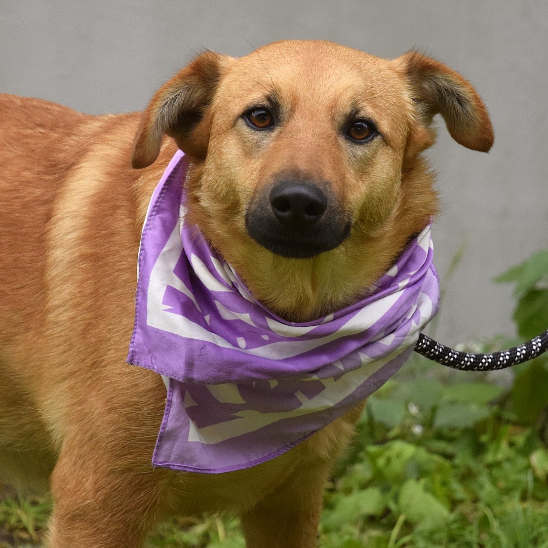 Bernarda – opatrná, citlivá fena, která potřebuje trpělivou - 2