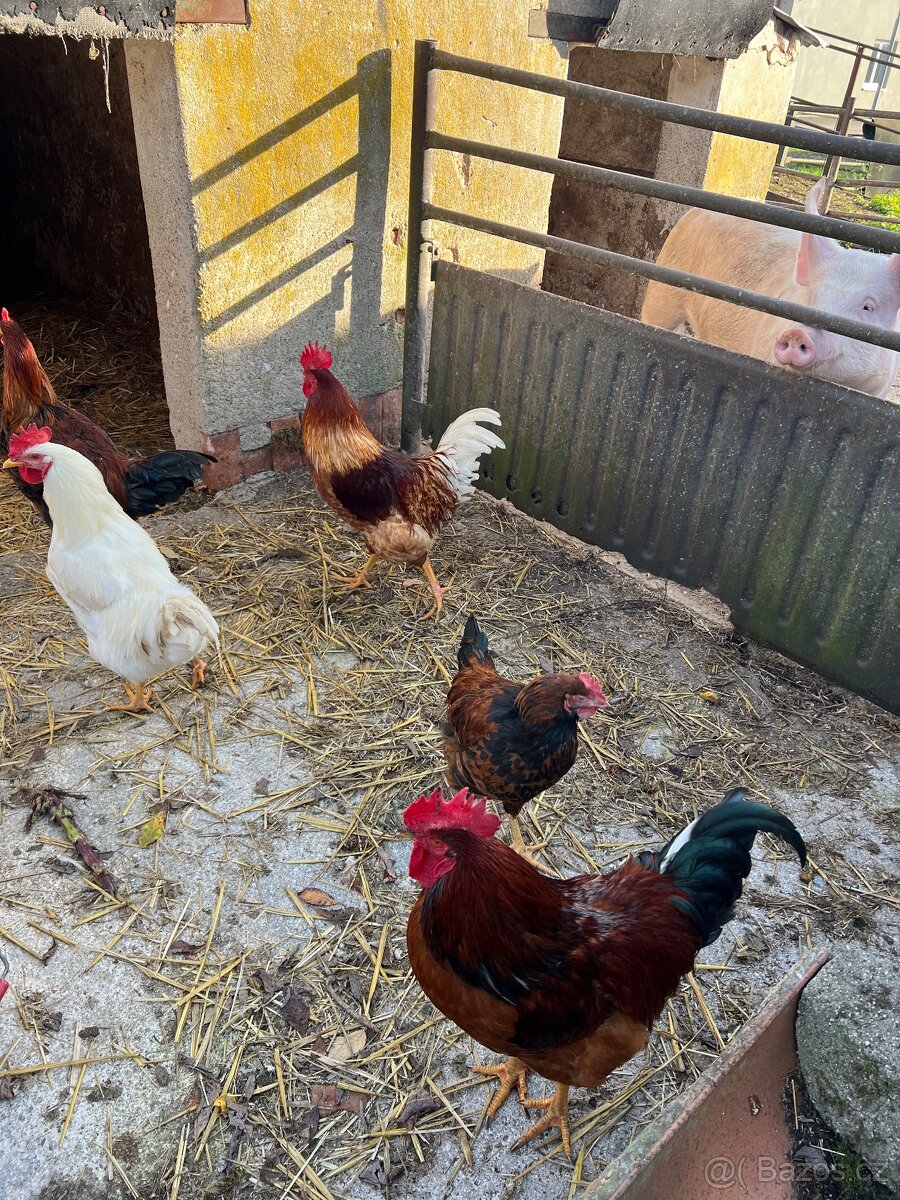 Kohouti na prodej - 2