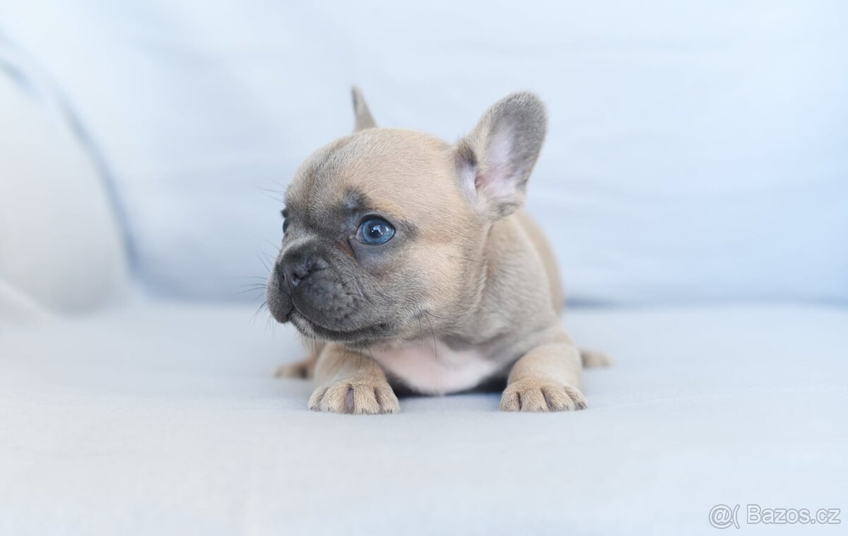 Francouzsky buldocek-ruzne barvy - 2