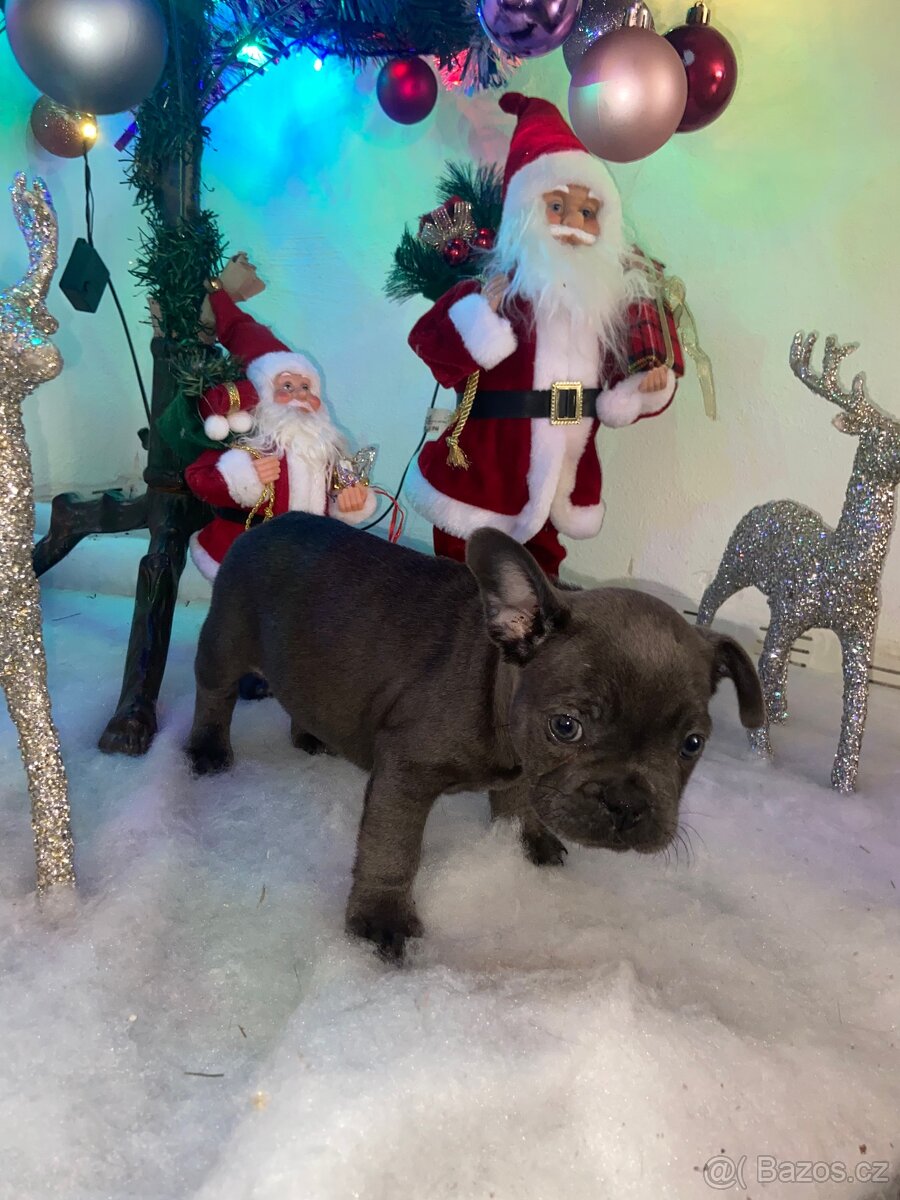 Francouzský buldoček - 2