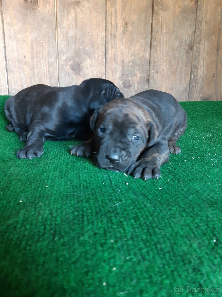 Americký bandog - 2