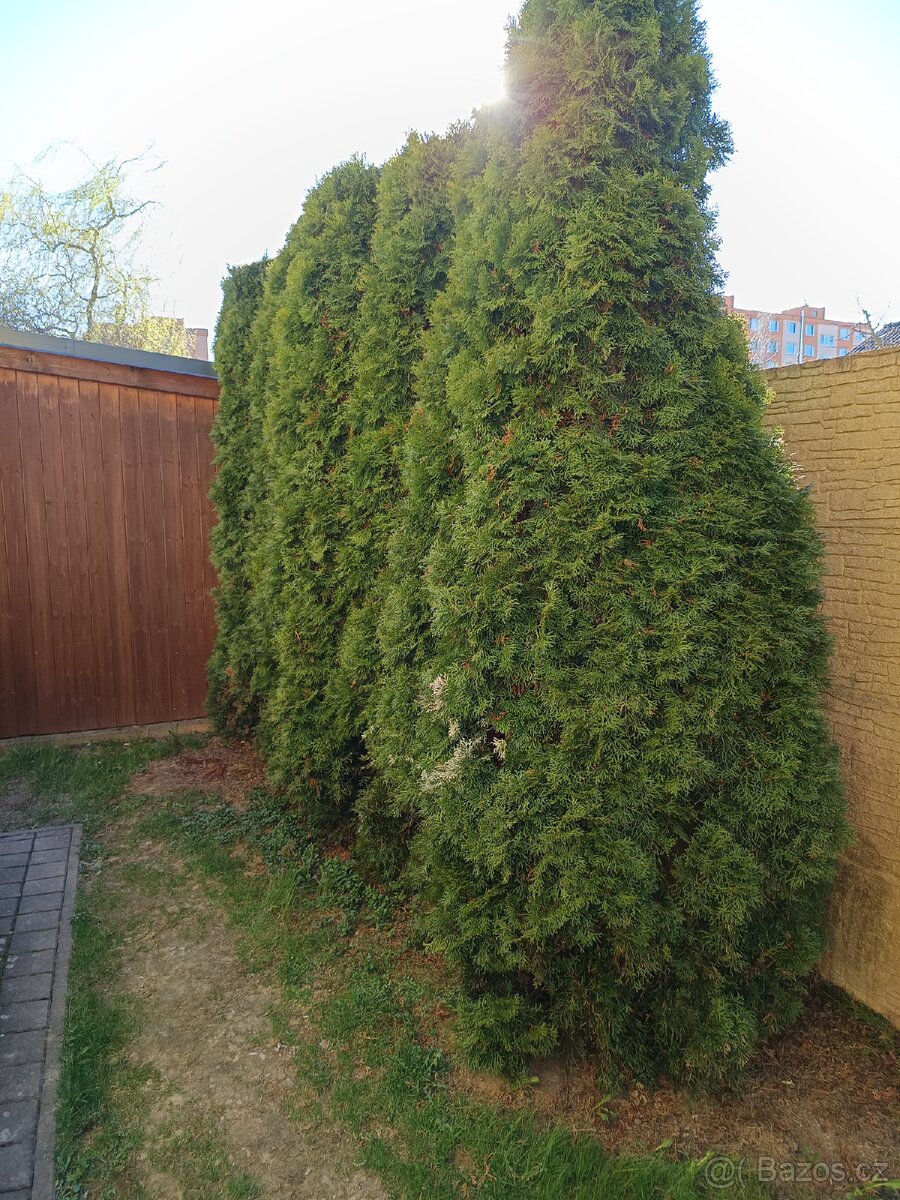 Túje 3 metry, bez šišek - 2