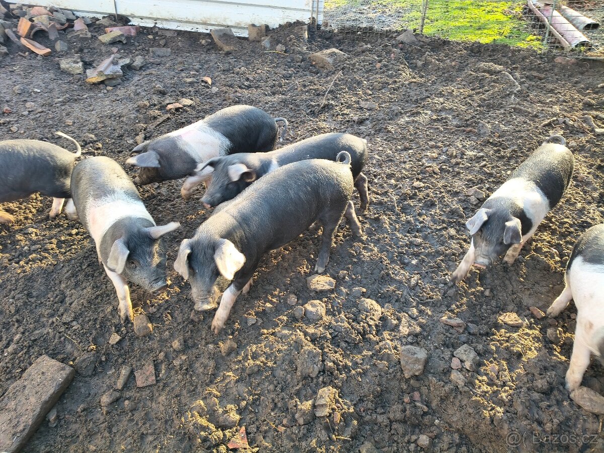 Přeštické sele - 2