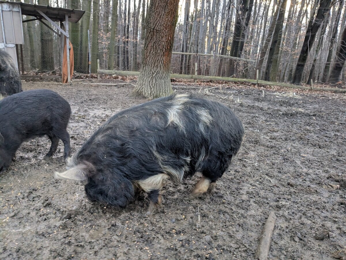 Kune kune - sviňka - 2