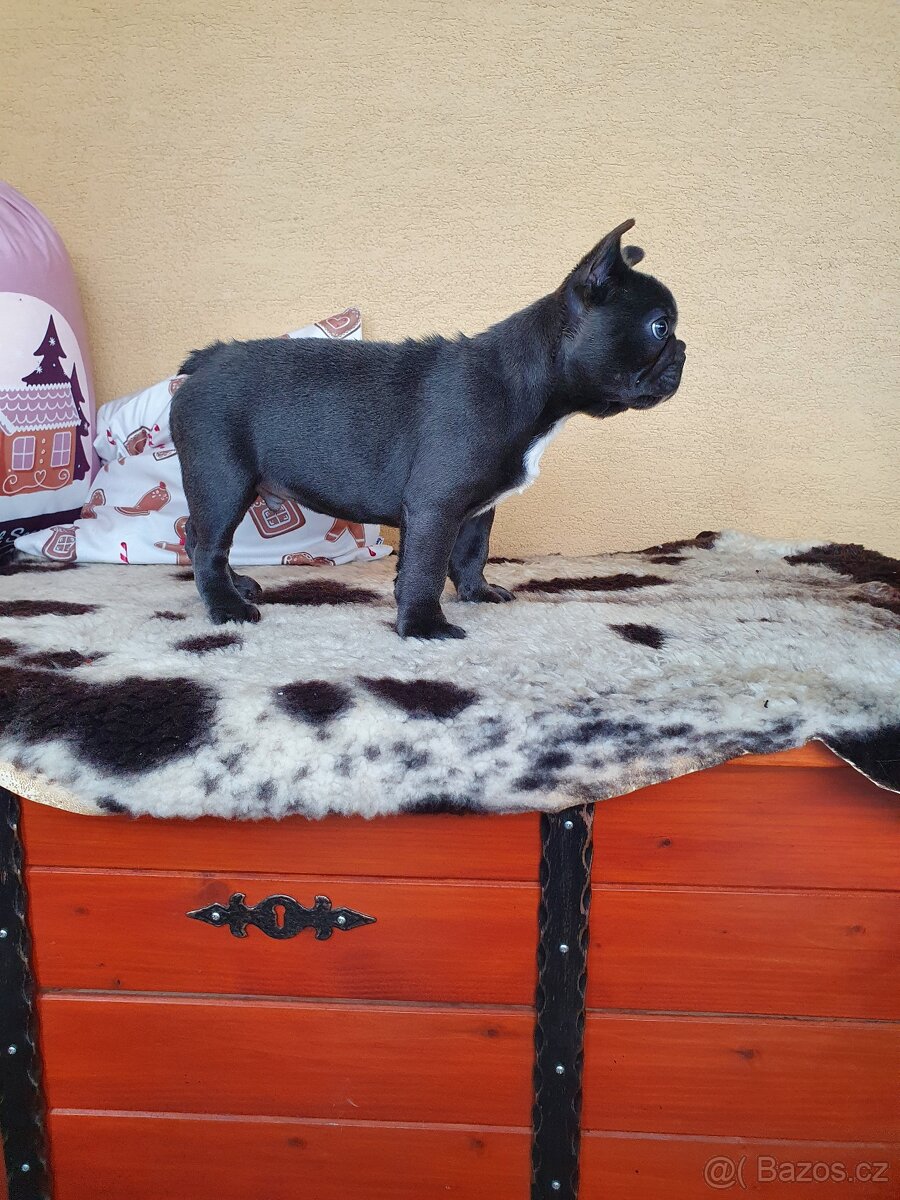 Francouzsky buldoček modrý - 2