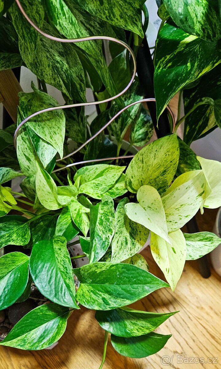 Epipremnum Marble Queen - 2