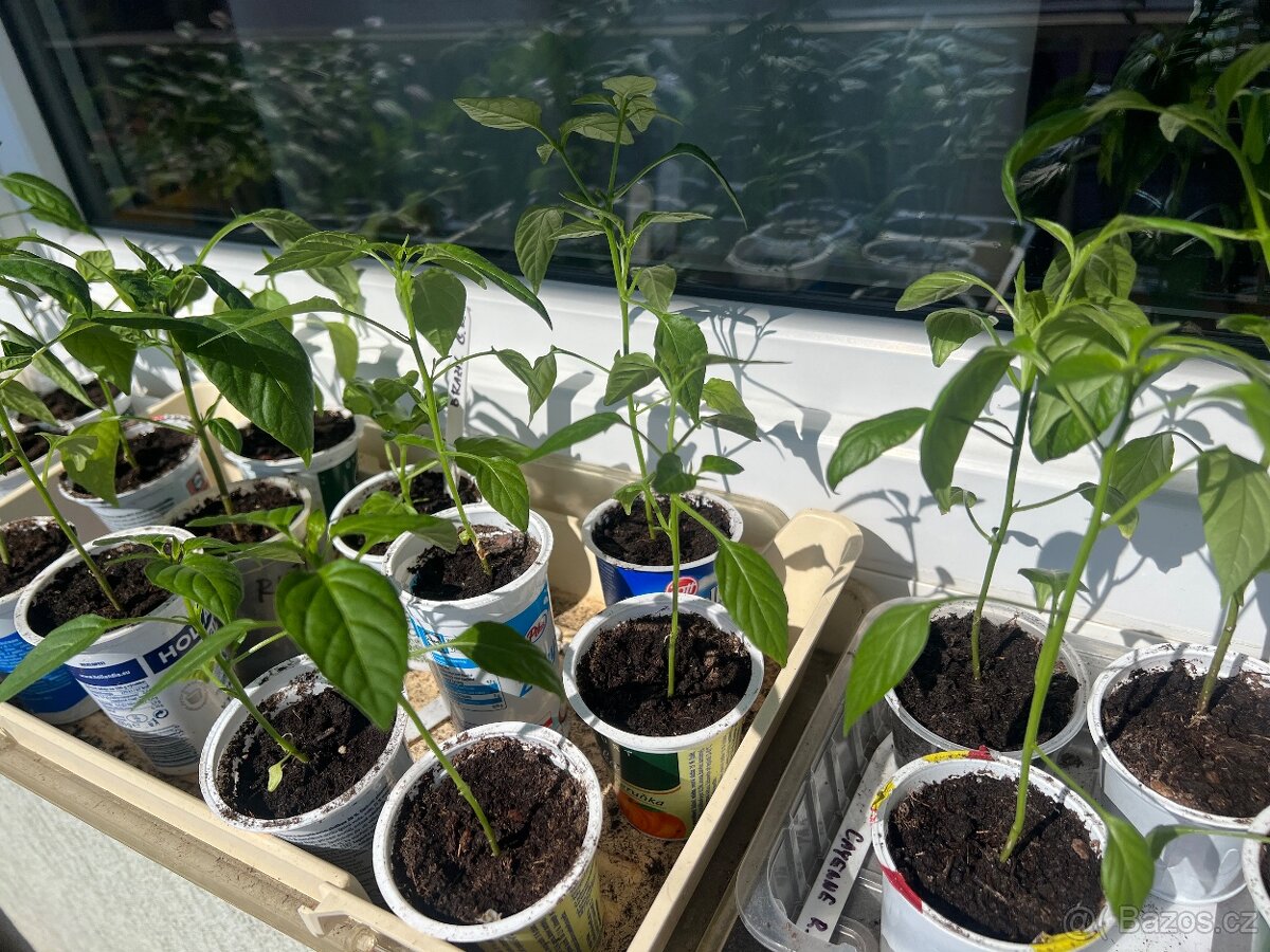 Sazenice chilli - 2