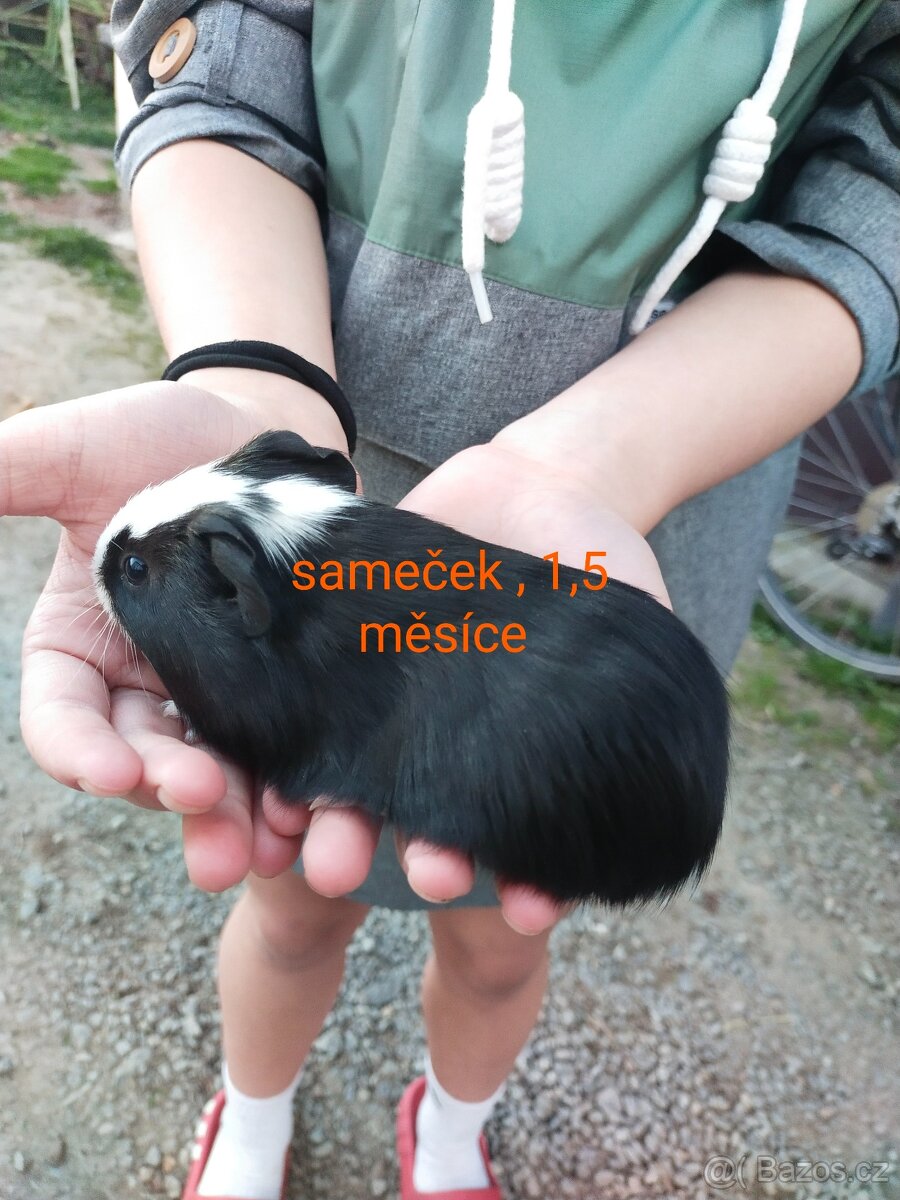 Morčátka - 2
