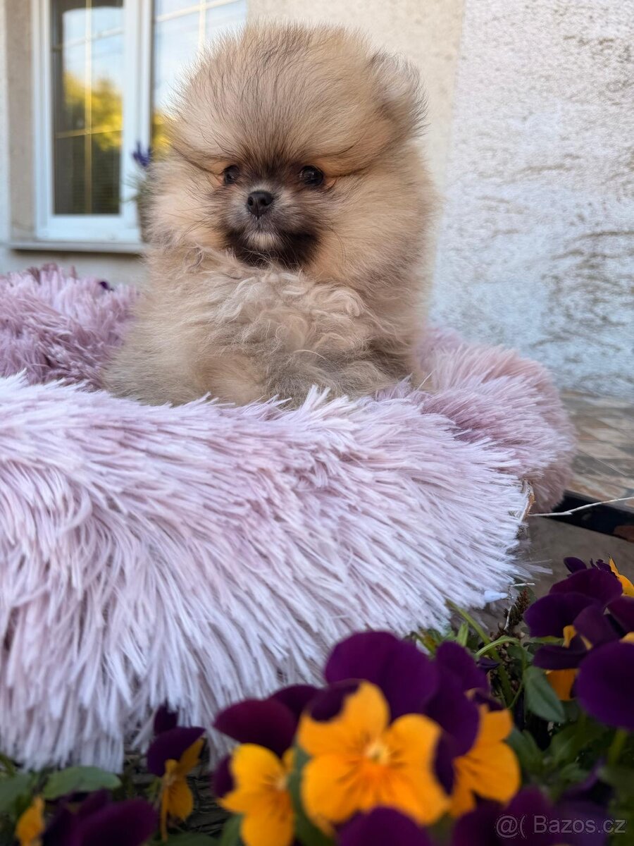 Pomeranian s p.p - 2