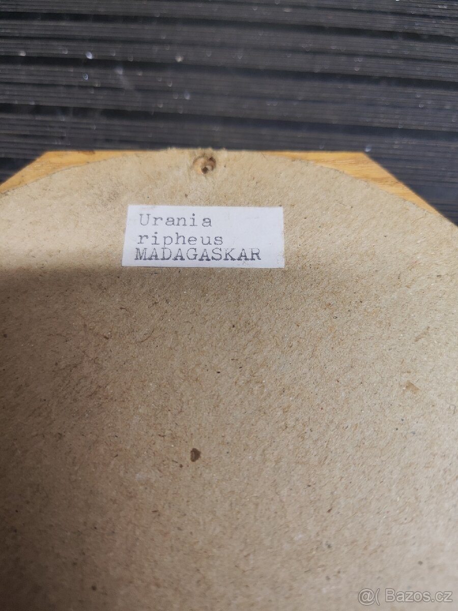 Prodám zarámovaného motýla - 2