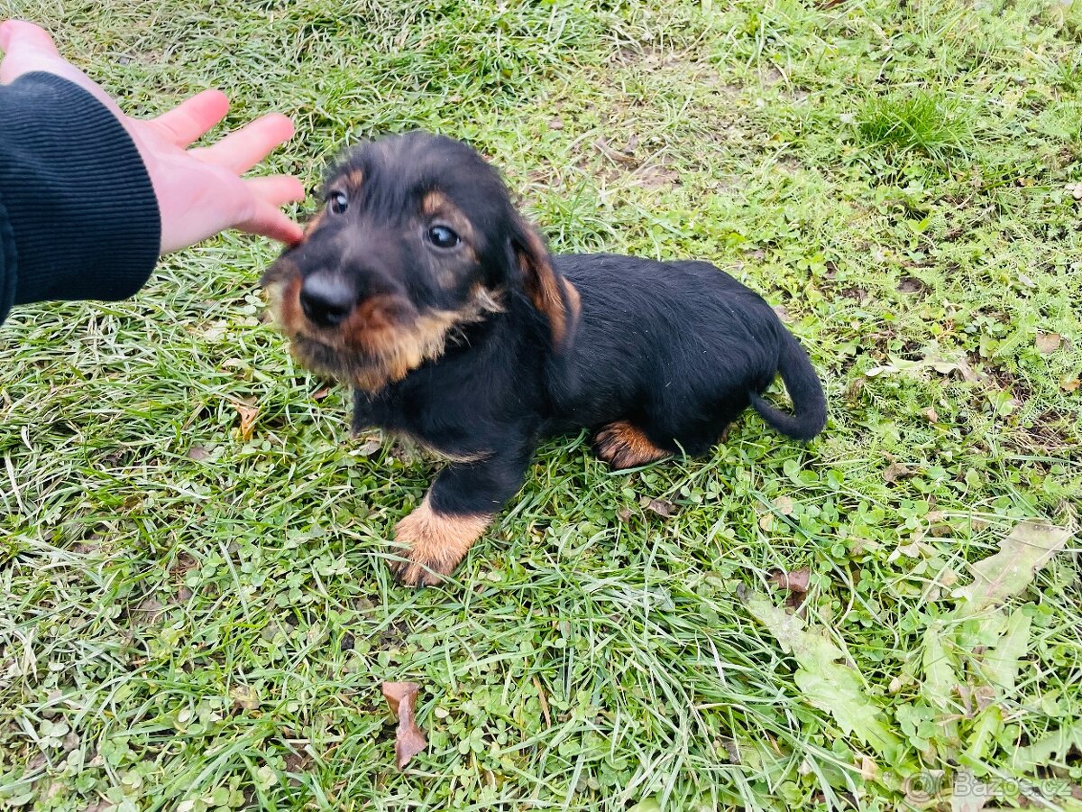 Jezevčík drsnosrstý standard - 2